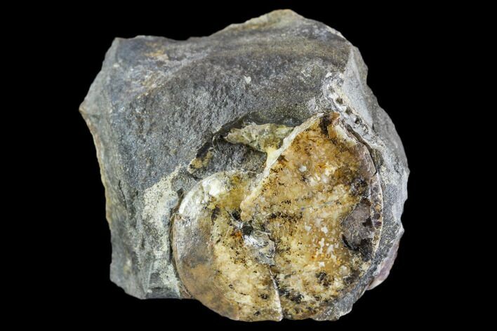 Sphenodiscus Ammonite - South Dakota #110575